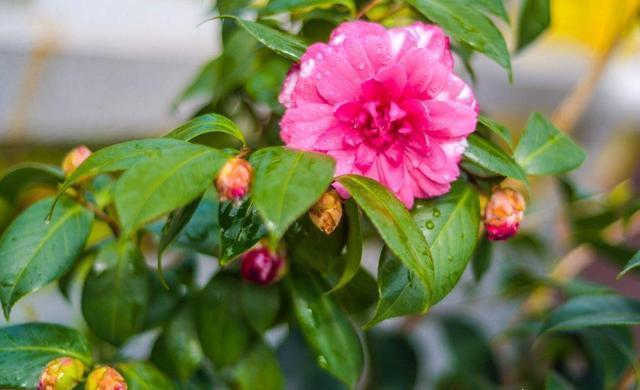 茶花花期做好“三点”，花苞再也不会“打不开”
