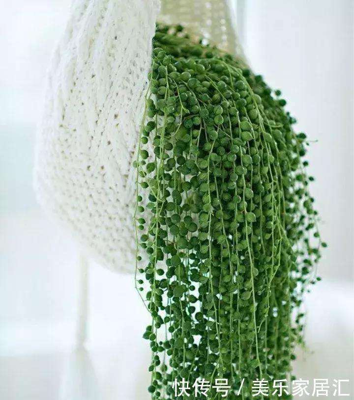 银边吊兰|13种常见吊兰,个个美成仙,快看看你家有几种?