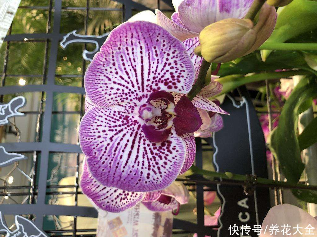 施肥|蝴蝶兰长势不旺？正确的浇水方法，你了解吗？