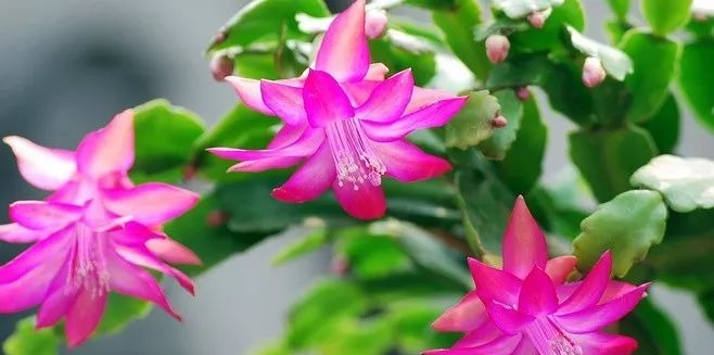 5种花要“穷养”,小花盆,少浇水,越长越精神!