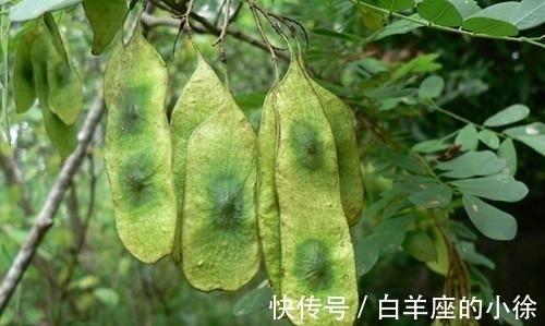 有一种很像紫檀的树木,木质带有清香,很多人却不懂珍惜