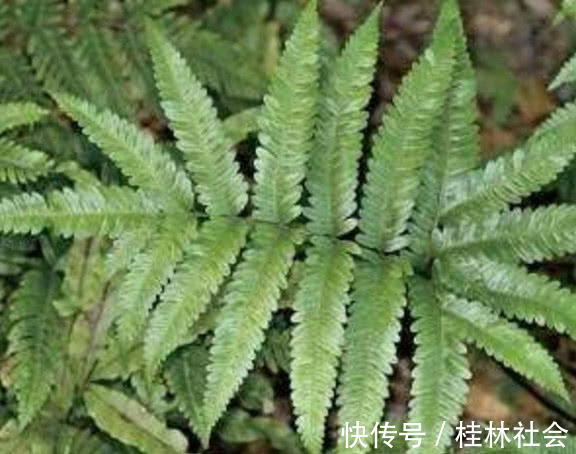 泌尿系感染|路边上的这种野草，药用价值极高，大多数人不认识