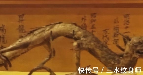 赵口#关于龙的记载和传说有很多,但是却又很少有人亲眼见过真的龙