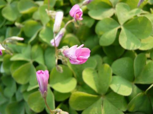 路边野草别小瞧,挖回家种出“小萝卜”,开花也是极美的