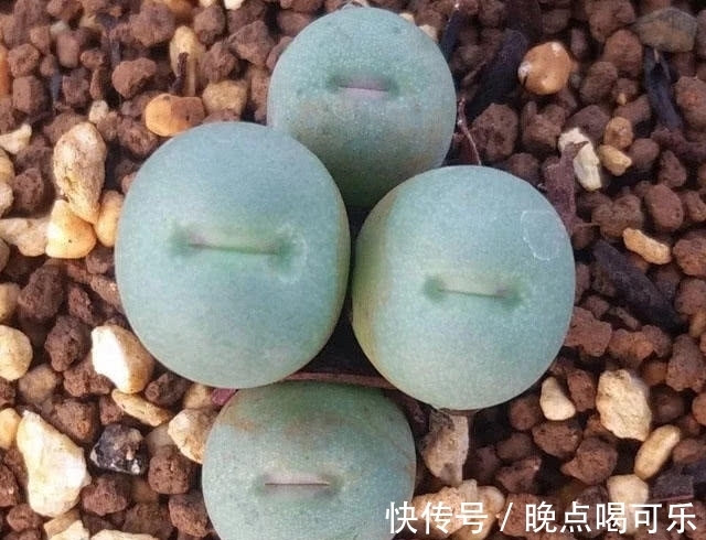 多肉植物界“最爱美”的一个品种!一张小红嘴真是可爱