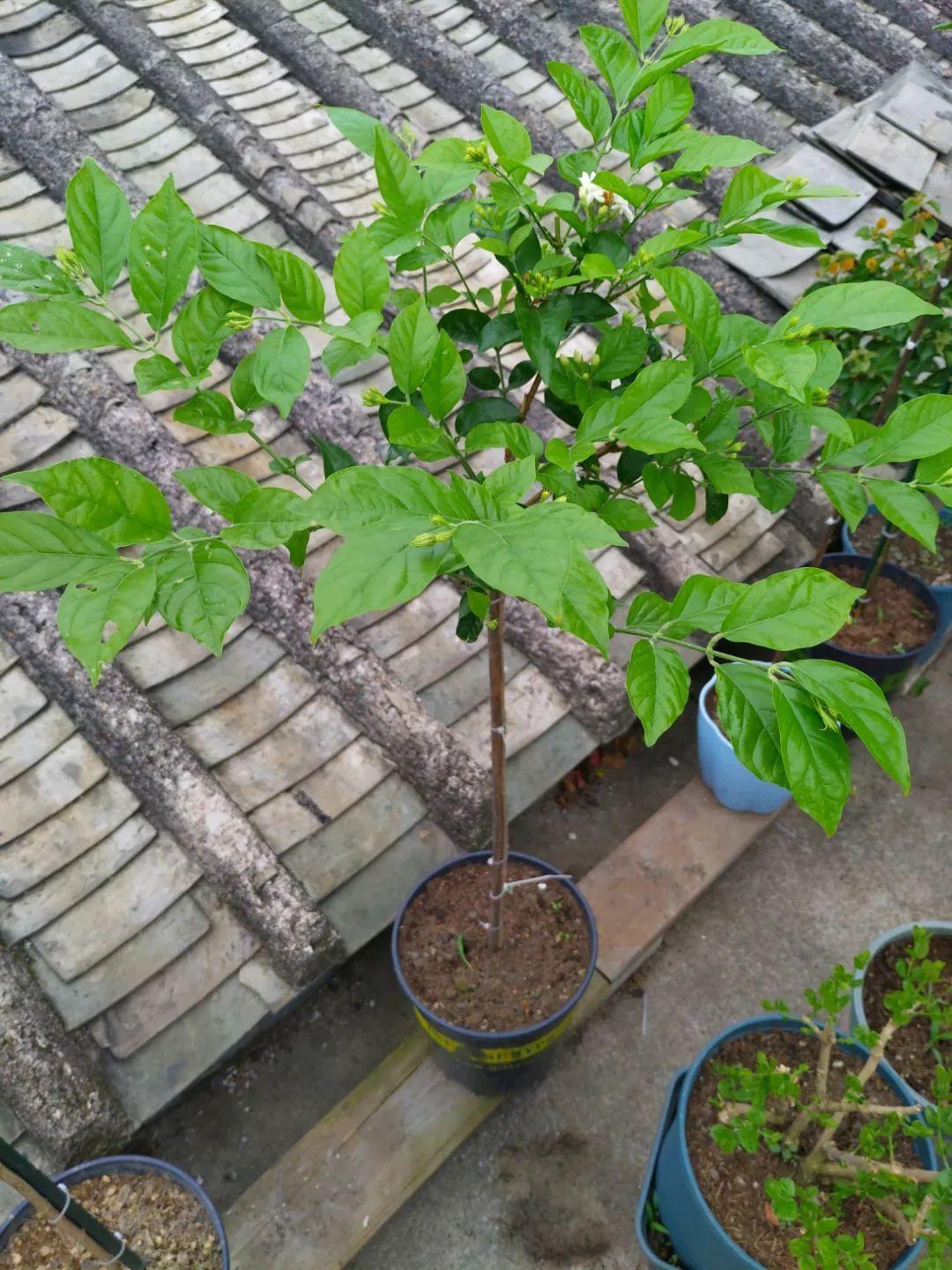 茉莉狠心剪几刀，呼呼窜成3层塔，开花满树香味足