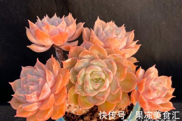 多肉昂斯诺是好品种,最少能找出4个优点来,但也有3个明显的缺点