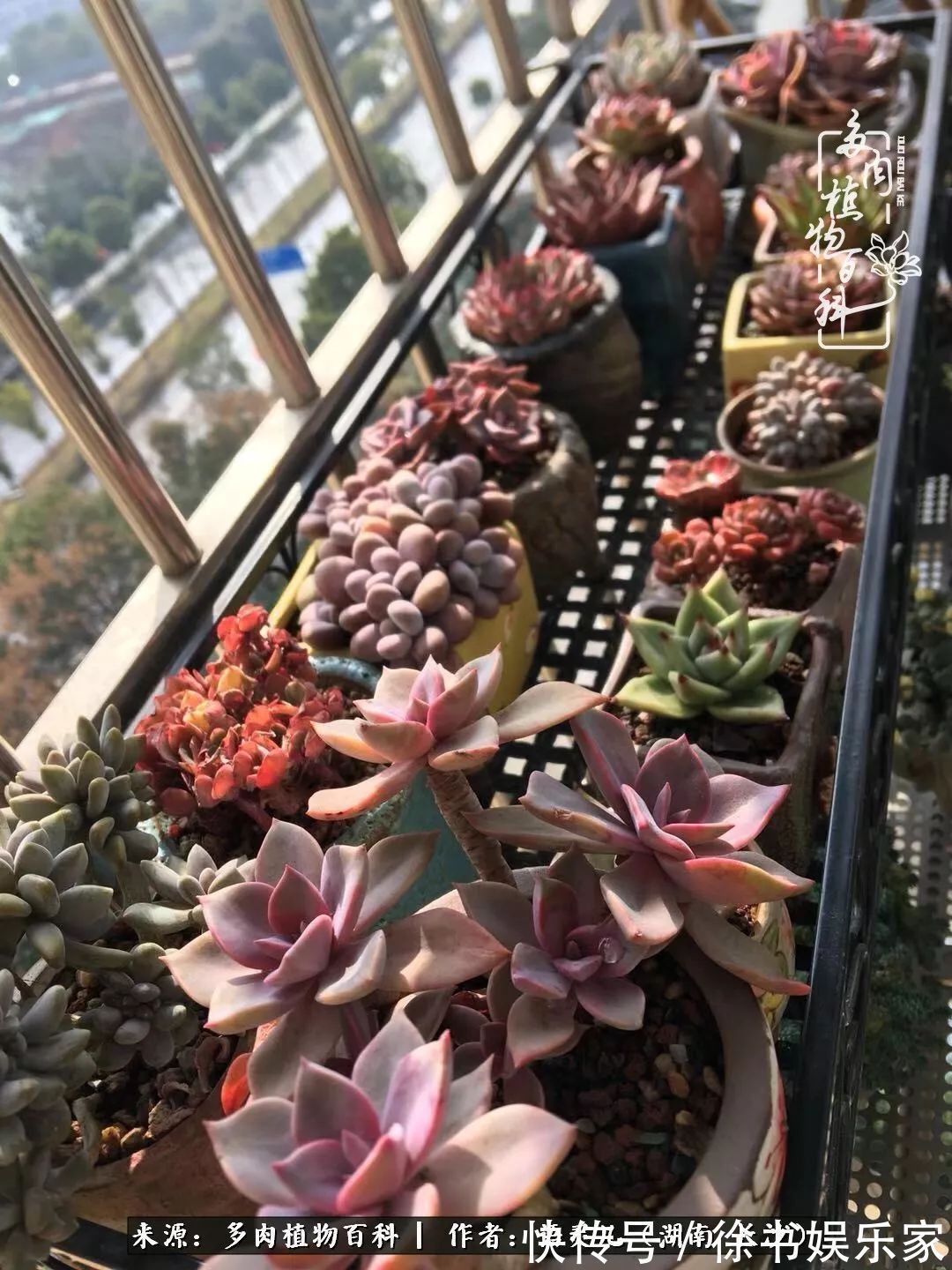 邂逅多肉,爱折腾的阳台党,总能收获简单纯粹的快乐!