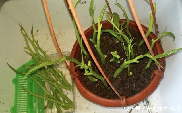  盆栽空心菜最简单的方法，1节枝插1棵，成片长摘不完