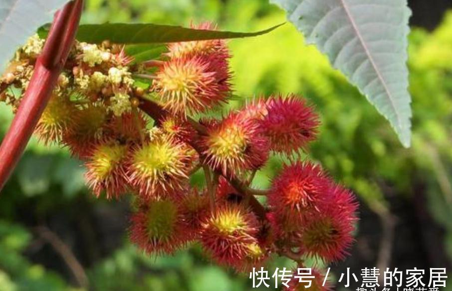 “美丽有毒”的植物，快来认识11种“毒花毒果”，不吃亏不上当