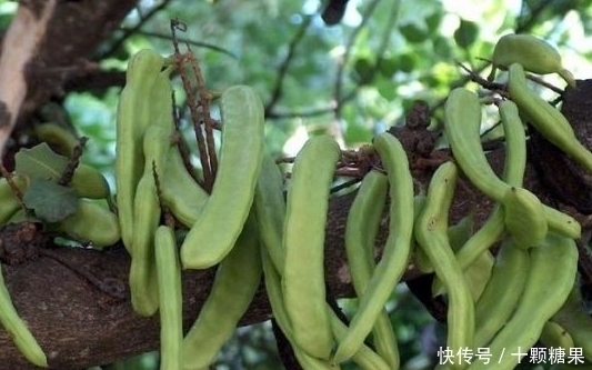 毒素|它被称为“天然阿司匹林”,经常吃一点,血栓可能会“绕道走”