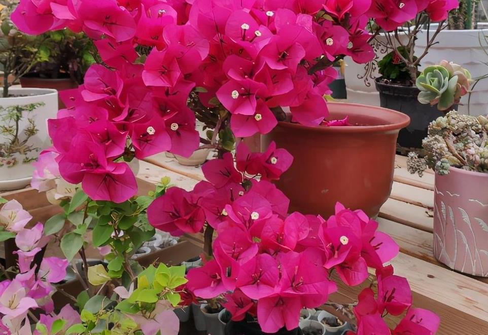 四季|家庭养三角梅,不达到这4个条件,盆栽很难四季开花