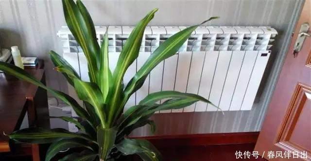 养花别乱放,家里有几处,空着也别放,放一盆死一盆