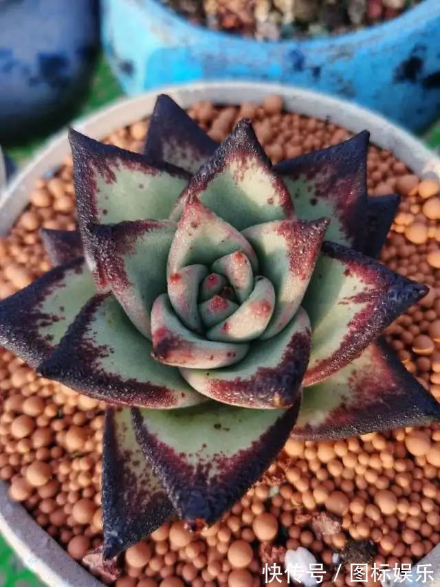 遇见,是一生!遇见多肉,是我的余生和全部!