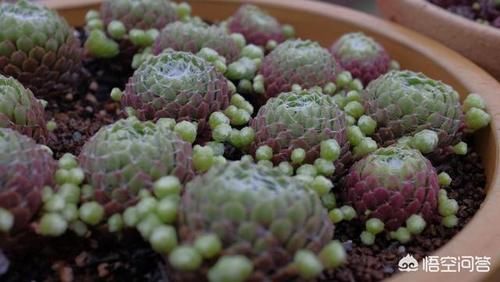 如何让多肉植物多爆侧芽？