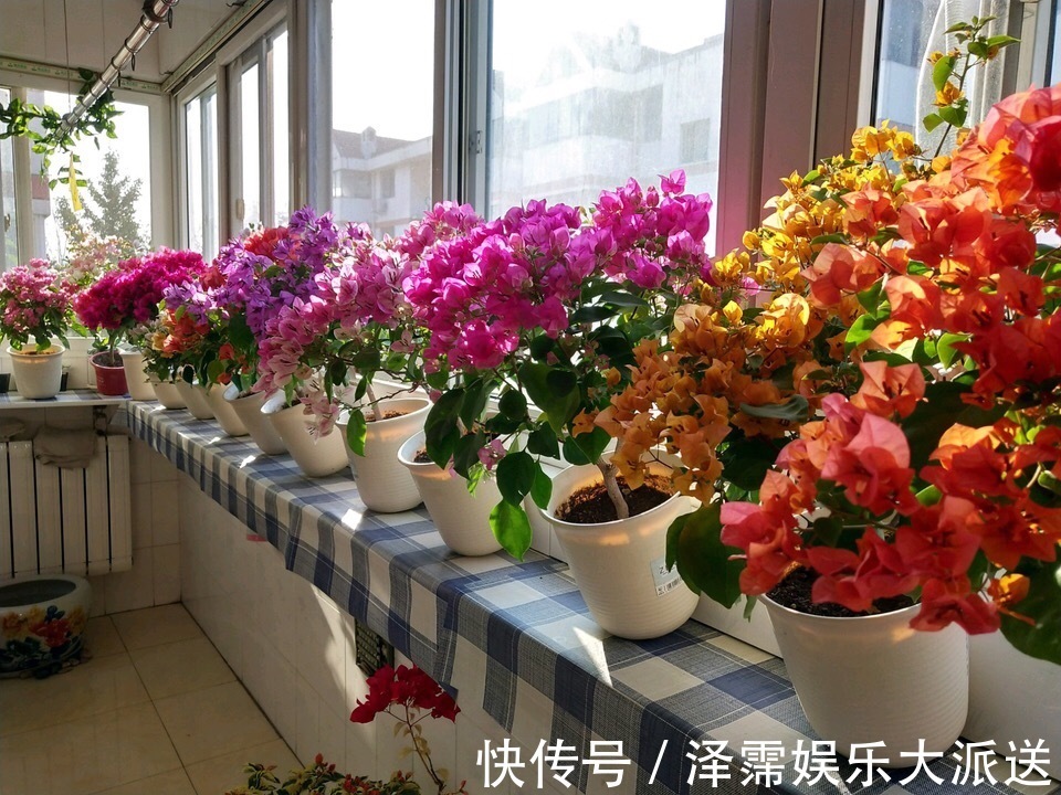 修剪|养三角梅，学老师傅的“4招”，五月花芽“嗖嗖冒”，1茬又1茬