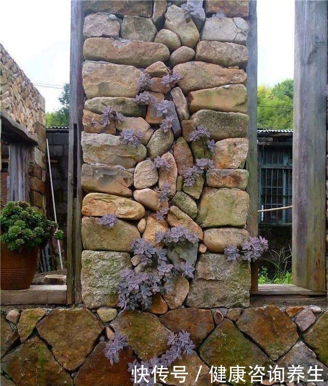 等我有个独立院子,就把多肉种墙上,一面种法师,一面种紫乐!