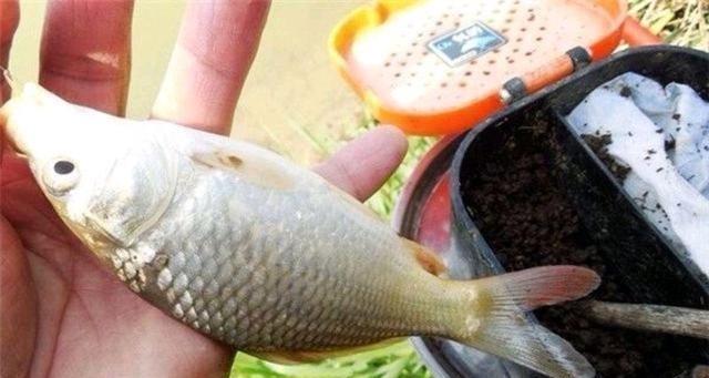 鱼盲钓了一百多条小草鱼，回家准备养起来，却成了村里的笑话