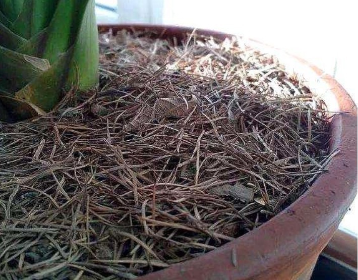 柳树皮、花生壳都不如这“两种土”,简单方便,养啥都易爆盆