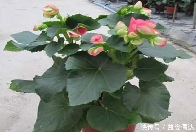 三月初,这“四朵花”任意养长,枝叶绿,花开,一年到头都在开花