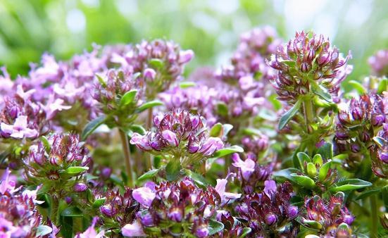 养花施肥有讲究,这3个时间段不宜施肥