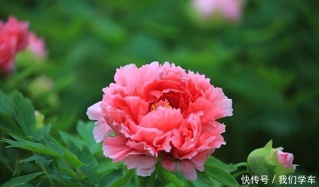 普货|4种能成“传家宝”的花，越老越值钱，养几年价格轻松翻倍！