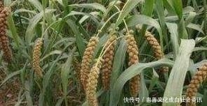 黍稷|历史上最“懒”的一首诗，全诗39个字有36个重复，然成了千古经典