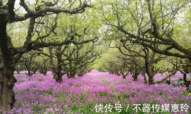 称赞|江苏有座“人人称赞”的山，列入4A级景区，游客：能媲美5A