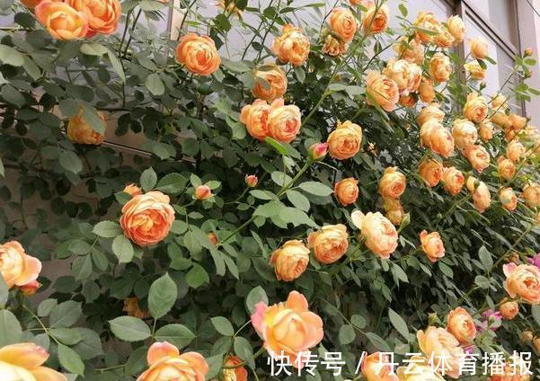 养花缺少磷钾肥:学会自制技巧,往花盆里放一点养啥植物都旺