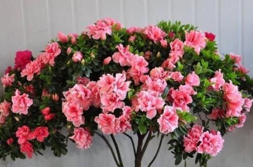  养上|家里养上3种花，浇水就疯长，开花爆盆很容易