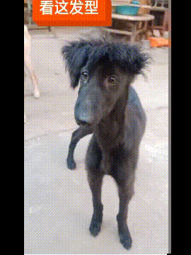 |搞笑GIF:不管这个女孩在哪个城市,我一定要得到她