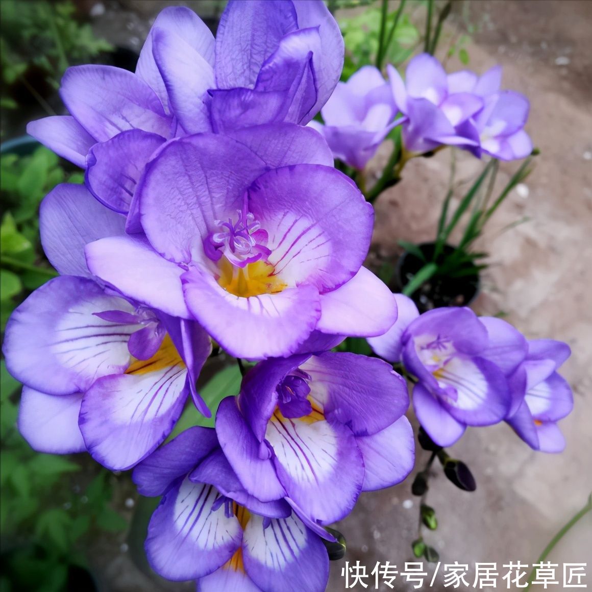 晚香玉|4种带香味的花，好养又好看，还能驱蚊，养上一盆夏天不怕蚊子咬