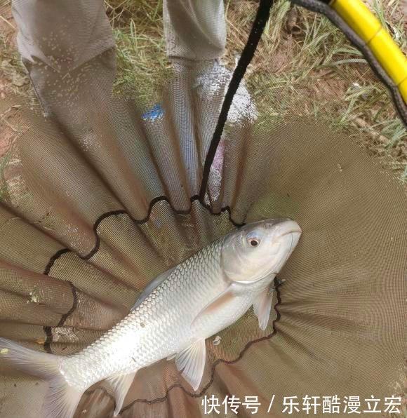 难吃|佛山河道麦鲮鱼大爆发,钓鱼人钓再多也不想吃,肉质不行