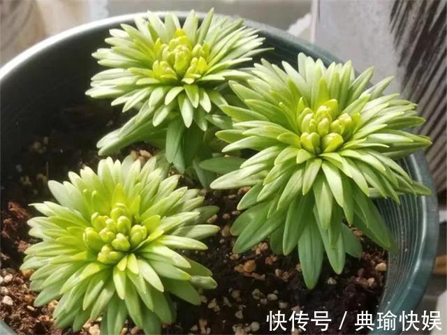 百合花|养百合花真上瘾，长的快、开花多，寓意还好，每个品种都想养！