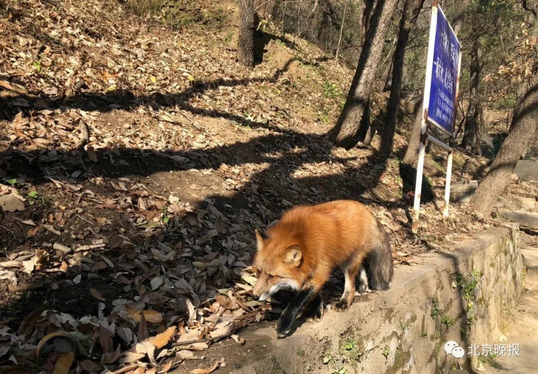 潭柘寺|潭柘寺“网红”小狐狸和人挺亲，野保专家提醒——