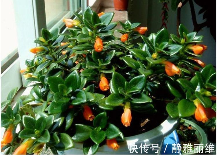 种花|4种花,可以悬挂起来养,轻松打造出别致阳台