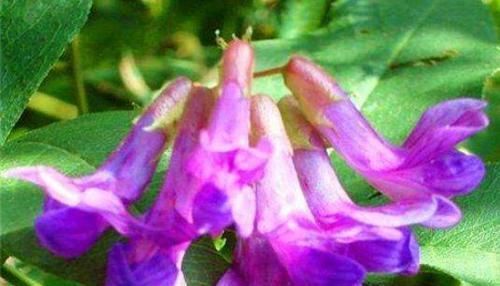  健康|健康身体全靠吃，常吃3物，健胃消食，消除炎症，美容肌肤气色好