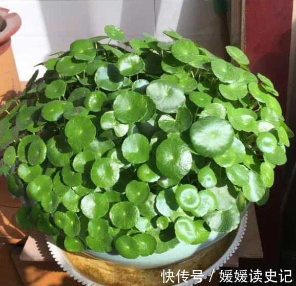 花卉|6种“养不死”的漂亮花,皮实好养真省心,新手随便一养就爆盆