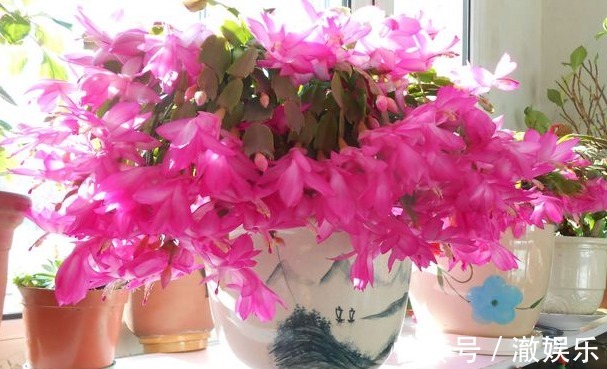 蟹爪兰花期过后，3个“细节”别忽略，叶片疯长，下次开花翻三番