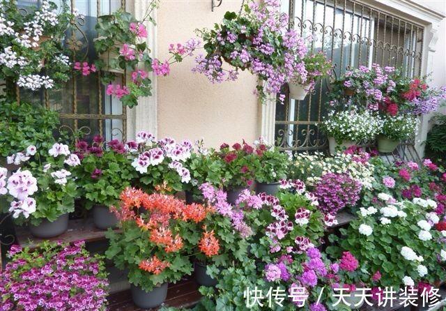 5种“漂亮花”,趁着秋天快扦插,7天就生根,年底就赏花