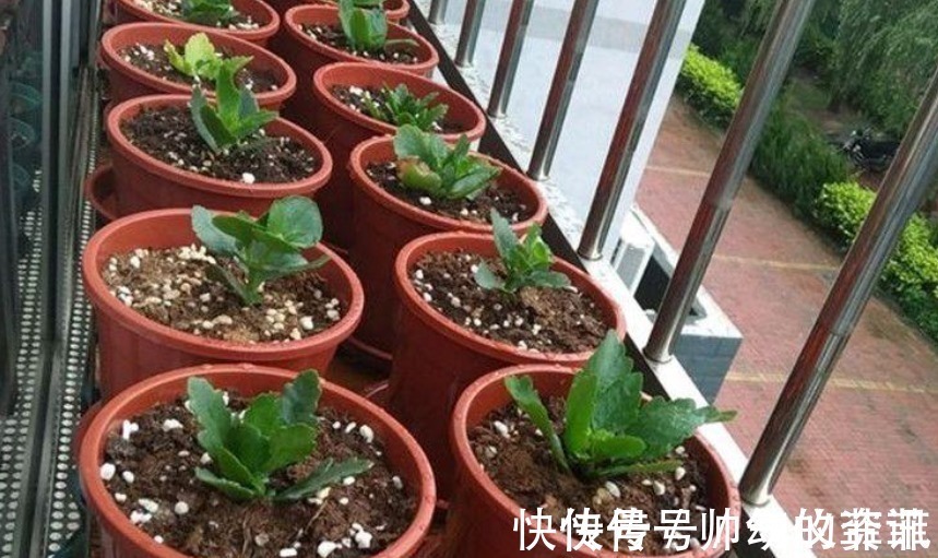 扦插|又到长寿花扦插季节,做好“2选3足”,15天长满白根!