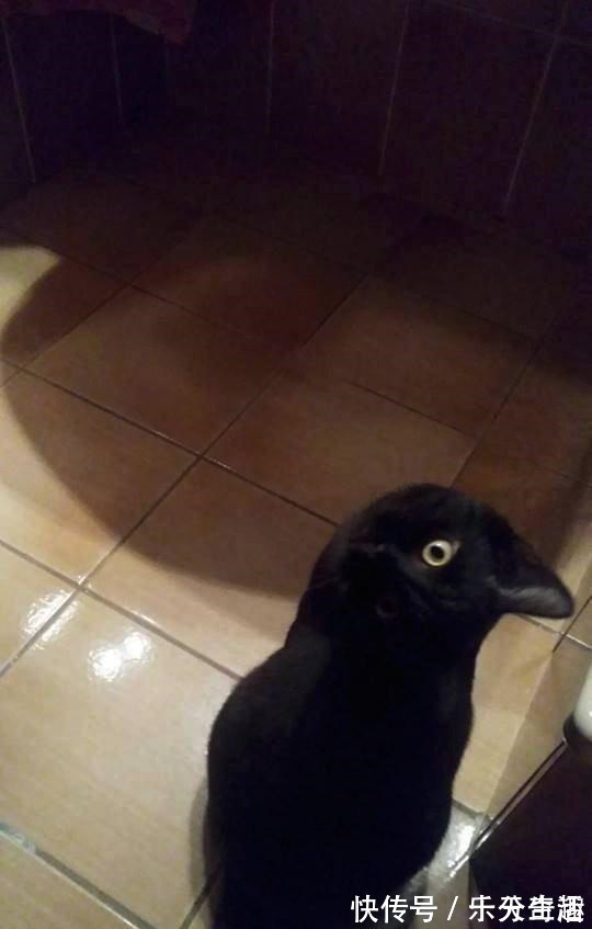 剪不剪|小长假不看点沙雕图怎么过!这世上竟有如此沙雕的手办!