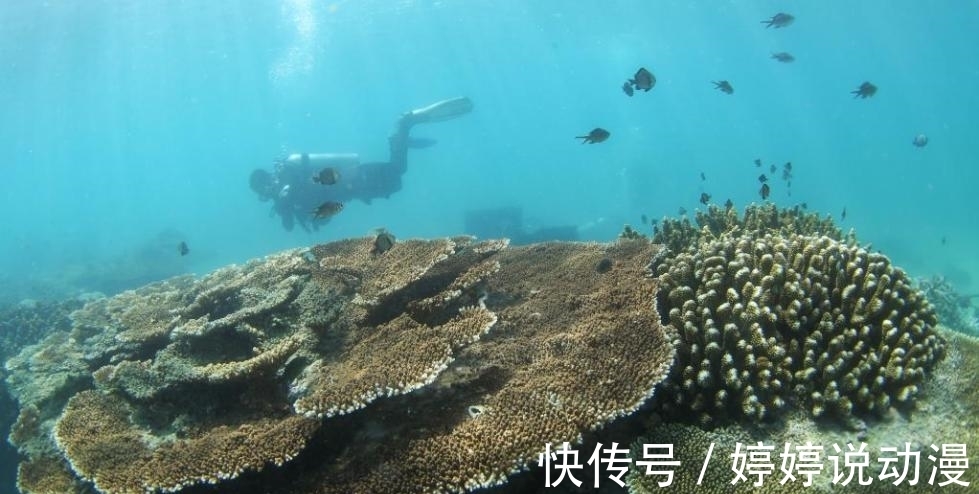 海域|分界洲岛的水下世界