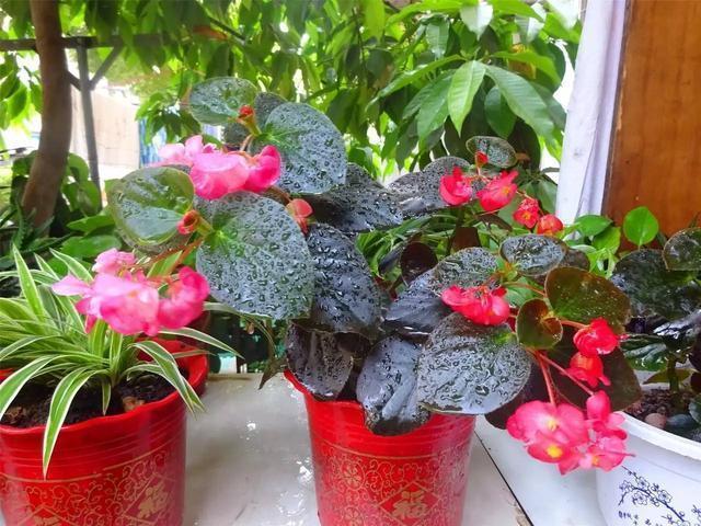 养花不是只浇浇水这么简单,不知道这些养花技巧,花养不好!