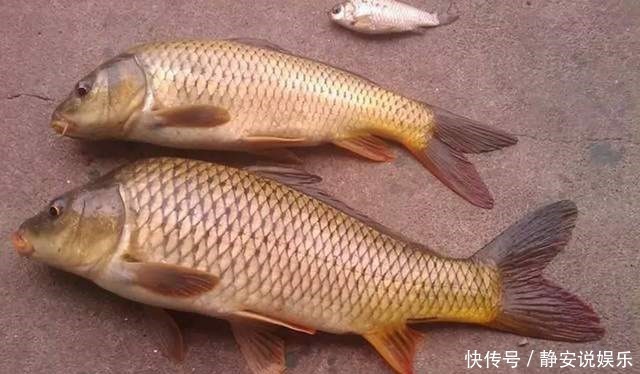 钓肉食鱼|鸡肝钓鱼,只要这样用,钓肉食鱼,一钓一个准