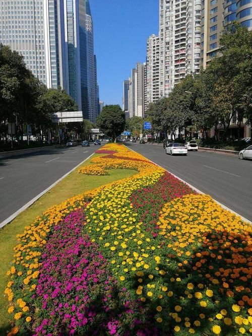 繁花|抬头望满树繁花，低头见彩带祥云！广州天河赏花地图请收好