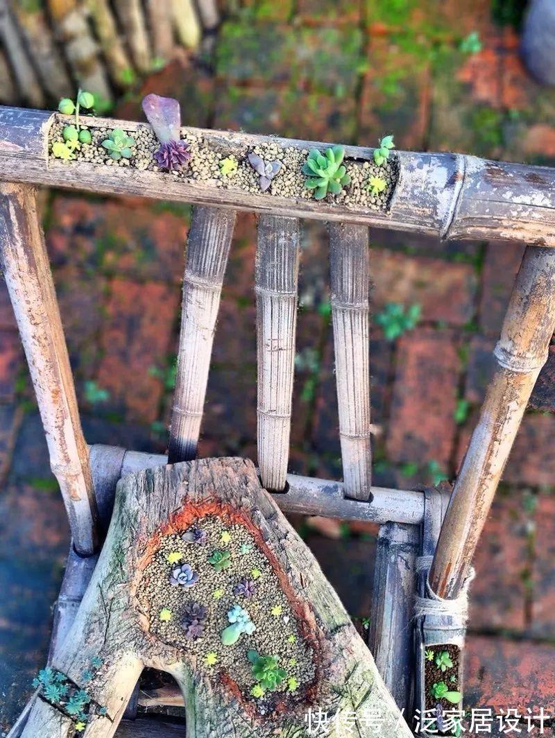 叶插|用葫芦种多肉，一养就是三年，邻居给钱都不卖