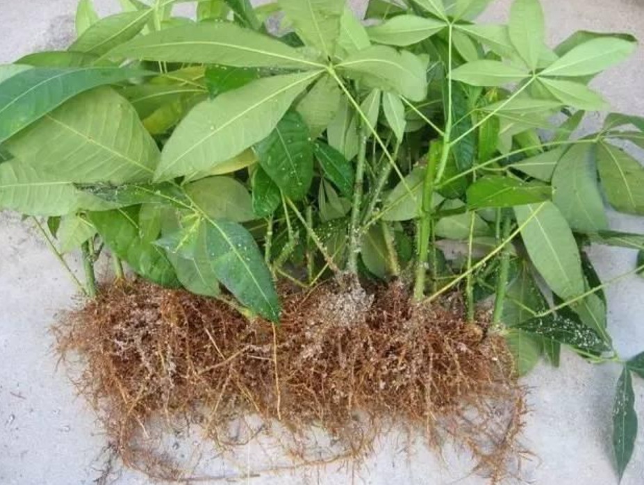 3种花“快入盆”，插土里就活，10天生根，养在客厅漂亮又聚财！