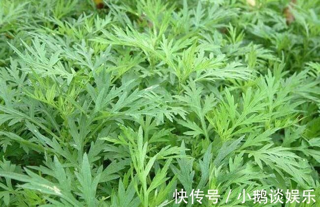 女人|女人睡前把“艾草”敷肚脐上,半个月后,3个惊喜变化不请自来