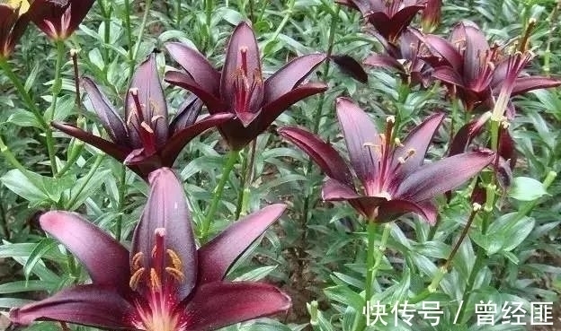 黑杰克|盘点：20种世界上最黑的花，黑的美，黑的妙，黑的呱呱叫